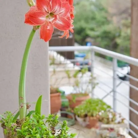 Sevasti Rafina (Attica)